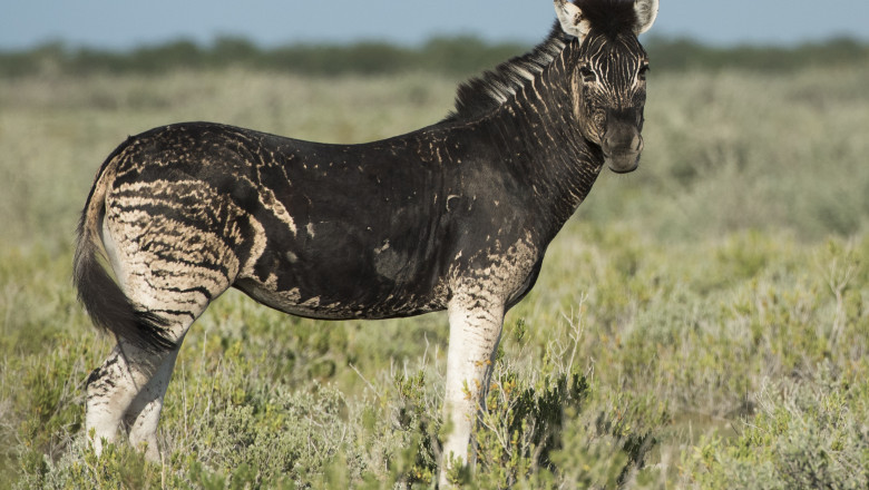 (foto) Exemplar rar: o zebră fără dungi a fost găsită în Namibia. Care este explicația