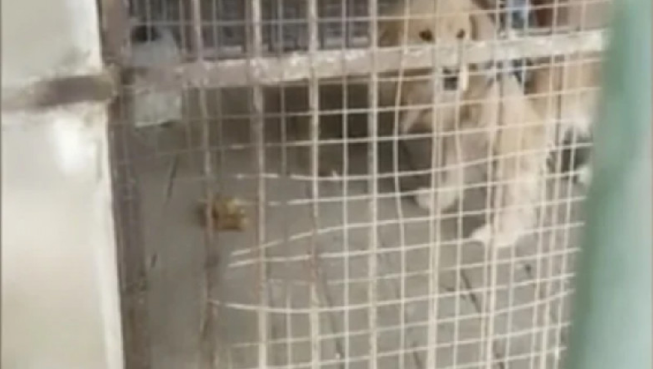  O grădină zoologică din China a înlocuit leul cu un câine și a sperat că vizitatorii nu-și vor da seama