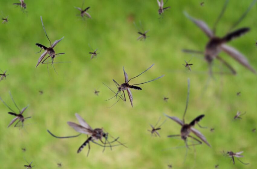  Un roi gigantic de țânțari modificați genetic se pregătește să invadeze Florida. Demersul stârnește mari controverse
