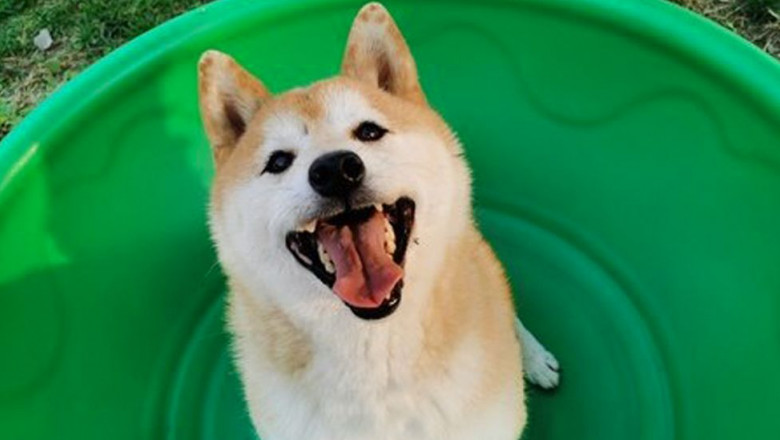  Un câine Shiba Inu abandonat a fost vândut la licitație cu 25.000 de dolari. Cum a ajuns Deng Deng în această situație?