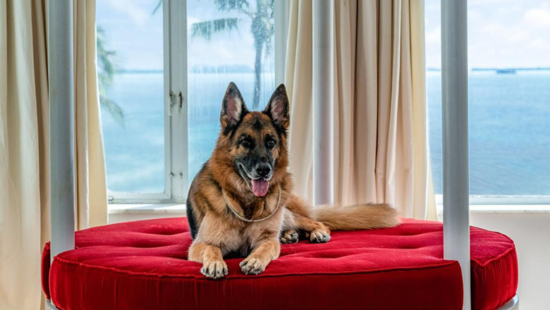  Gunther VI, cel mai bogat câine din lume, vinde cu 31 de milioane de dolari o casă din Miami care a fost deținută de Madonna