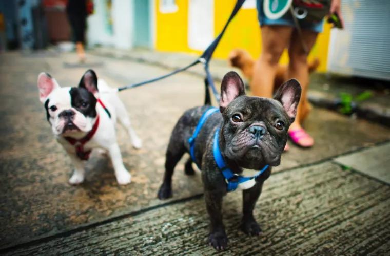  Un hotel pentru câini din Africa de Sud oferă lux de ”şase stele” oaspeţilor canini