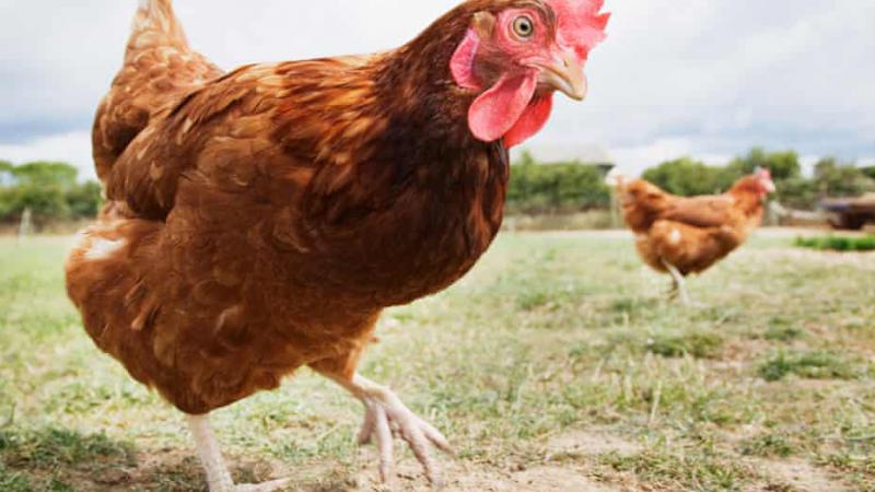  ANSA, după interdicția anunțată de Rosselkhoznadzor: „La moment și în ultimii ani Moldova nu a exportat carne de pasăre și ouă în Rusia”