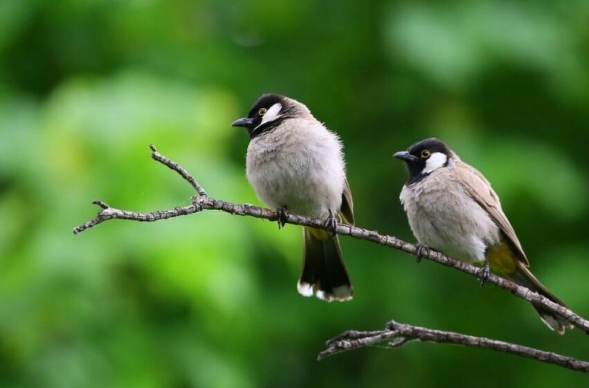  Motivul surprinzător pentru care unele femele de păsări își înșală partenerul