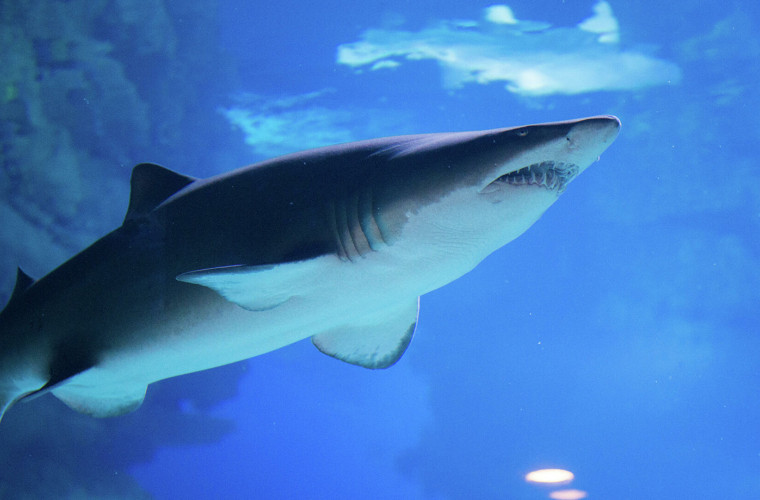  (FOTO) Descoperire rară în Noua Zeelandă: Cercetătorii au găsit un pui de rechin fantomă la 1200 de metri adâncime