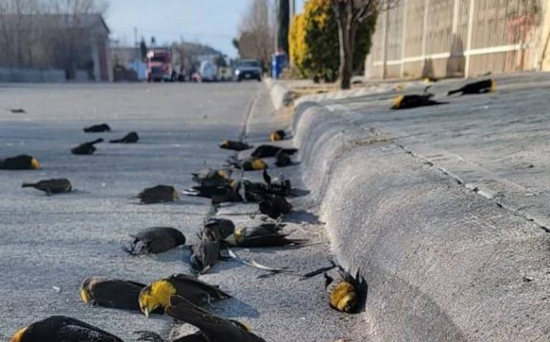  (VIDEO) Imagini de coșmar în Mexic. Momentul în care un stol de păsări se prăbușește brusc la pământ