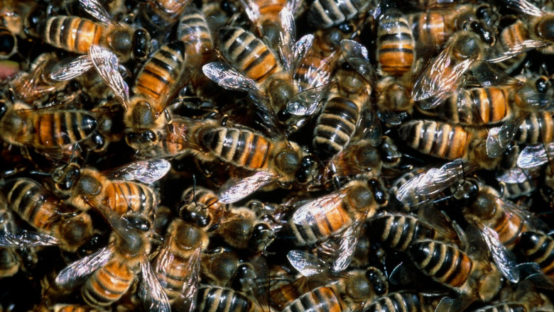  Milioane de albine au murit din cauza căldurii pe o pistă de avioane din Atlanta