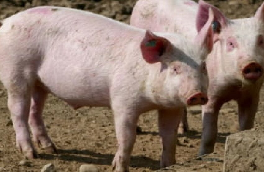  Un bărbat a fost mâncat de viu de porcii pe care-i creștea în gospodărie