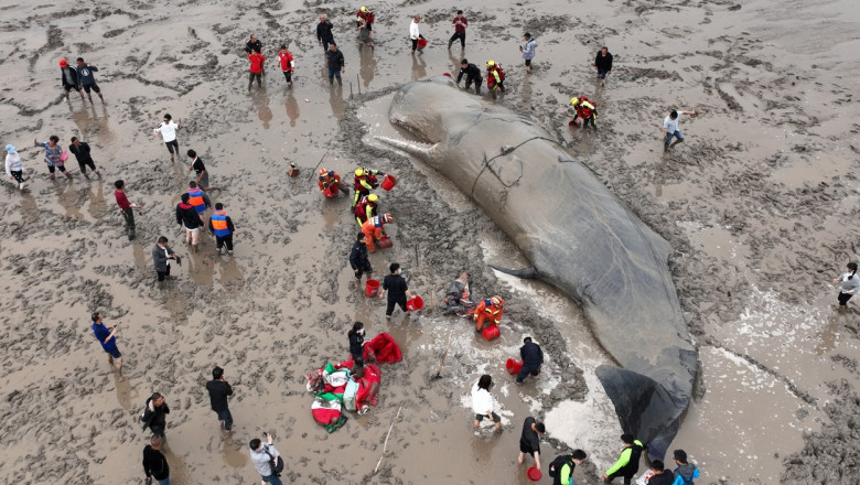 O balenă uriașă, de 70 de tone, a eșuat pe o plajă din China. Oamenii au luptat 20 de ore ca să o salveze