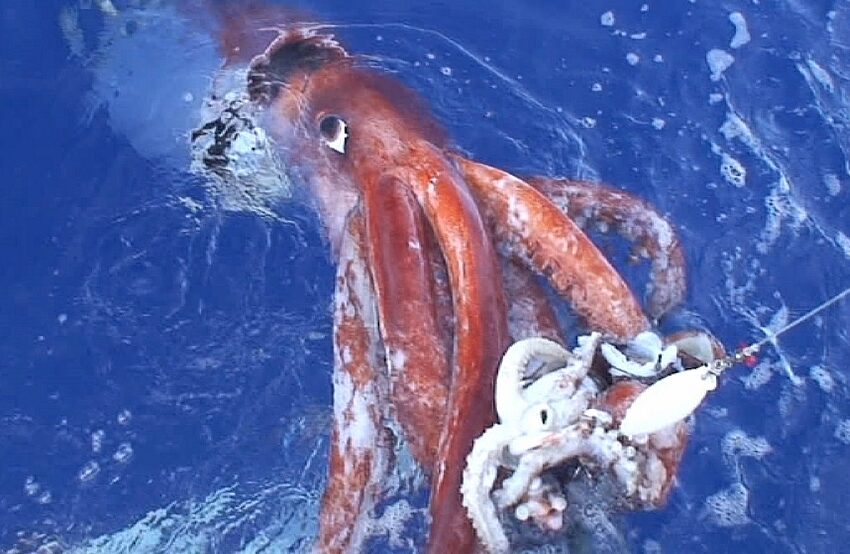  (FOTO) Un calamar uriaș, eșuat pe o plajă din Africa de Sud, le-a oferit trecătorilor o priveliște incredibilă