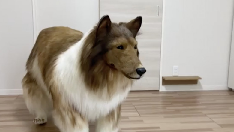  Un japonez vrea să fie câine și și-a început transformarea cu un costum de 15.000 de dolari: „A fost visul meu”