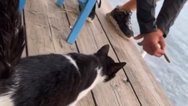  (video) Un bărbat a ademenit cu mâncare o pisică, apoi a aruncat-o în mare