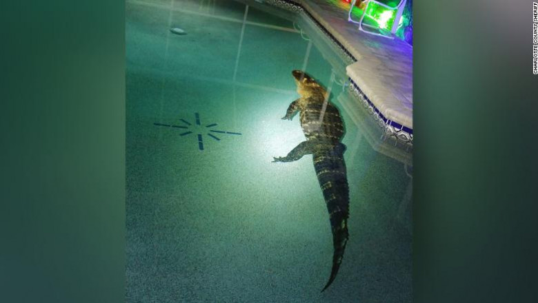  O familie din Florida a găsit în piscina casei un aligator uriaș, de peste 3 metri