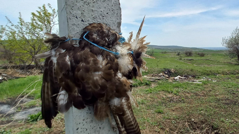  (foto) Imagini șocante, cu păsări omorâte și legate de stâlpi, la sudul țării: Ecologiștii bat alarma