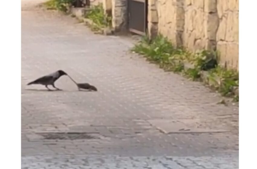  (video) Lupta dintre o cioară și un șobolan, filmată pe o stradă din Cluj. Cum ripostează rozătoarea când este trasă de coadă