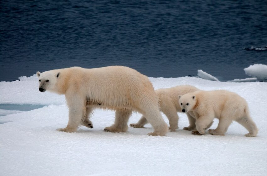  Un grup de urși polari, izolat de sute de ani, supraviețuiește într-un mediu atipic și oferă speranță în fața încălzirii globale