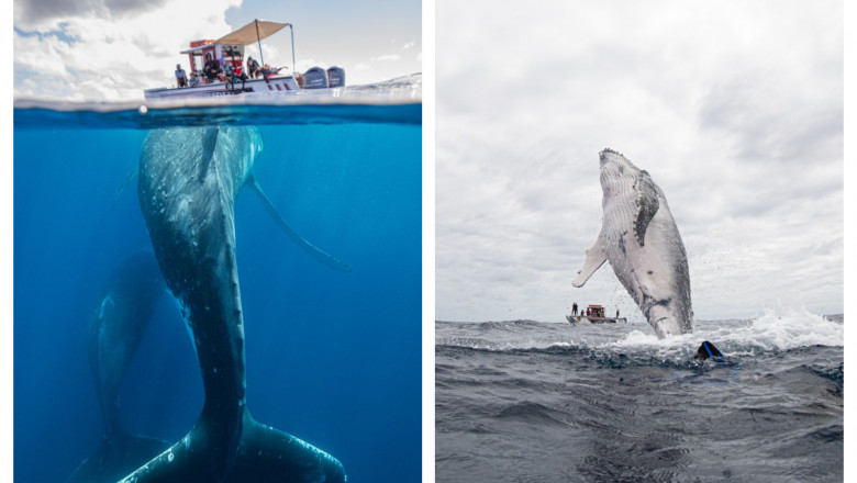  GALERIE FOTO  Imagini spectaculoase cu o balenă uriașă care încearcă să se „împrietenească” cu turiștii dintr-o barcă