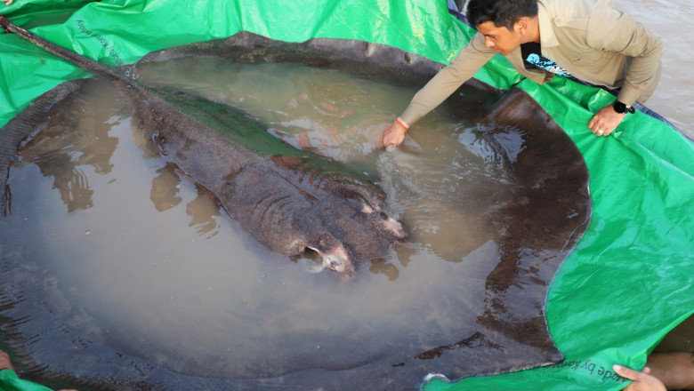  (galerie foto) Cum arată cel mai mare pește de apă dulce. Are 300 de kilograme și a fost nevoie de 12 oameni pentru a-l aduce la țărm