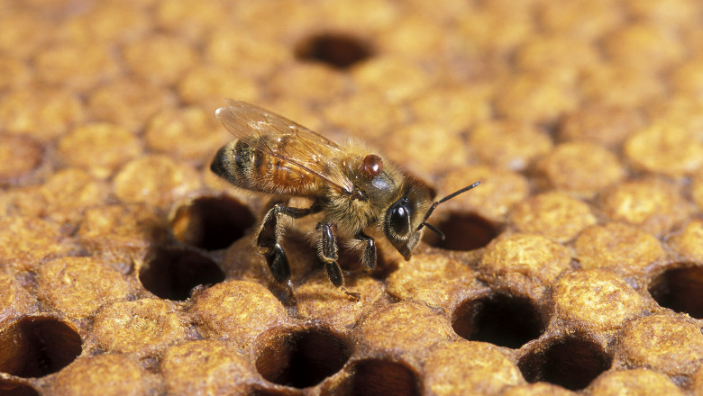  Albinele pot fi considerate pești, a decis o instanță din California