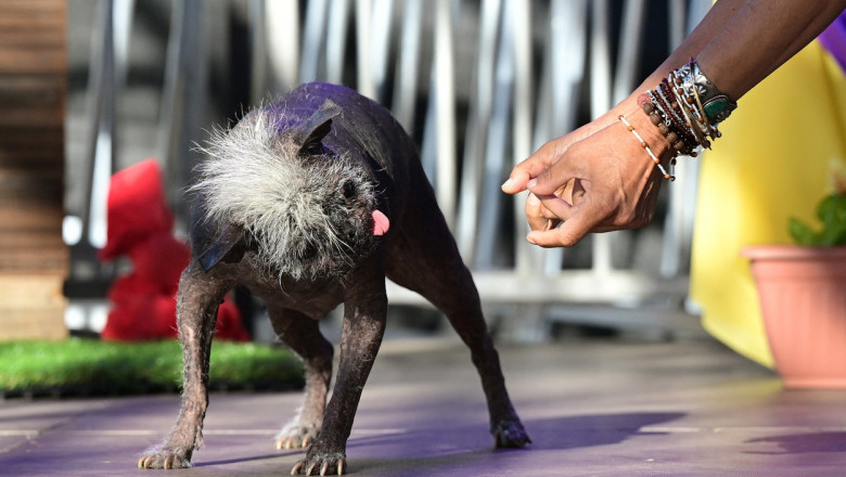  (video/foto) Mister Happy Face, cel mai urât câine din lume. Odată cu titlul a primit și un cec de 1.500 de dolari