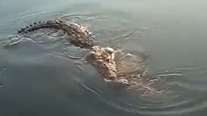  (video 18+) Un crocodil a fost filmat în timp ce trăgea cadavrul unui bărbat pe care îl omorâse cu puțin timp în urmă