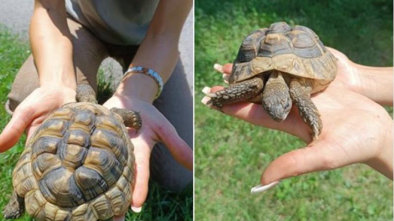  Caz neobișnuit la Zoo: O țestoasă, furată apoi adusă înapoi, după ce internauții l-au găsit pe făptaș, după poză