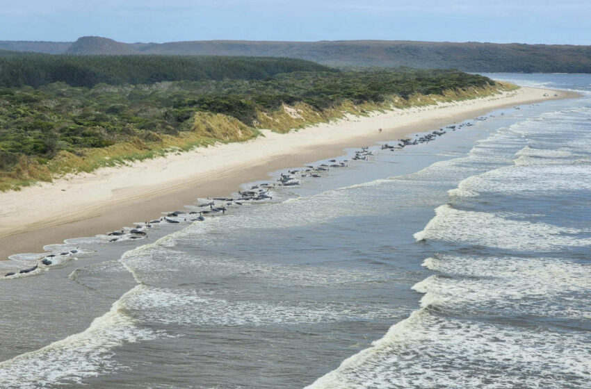  Fenomen neobișnuit în Australia. 230 de balene au ieșit pe o plajă din Tasmania