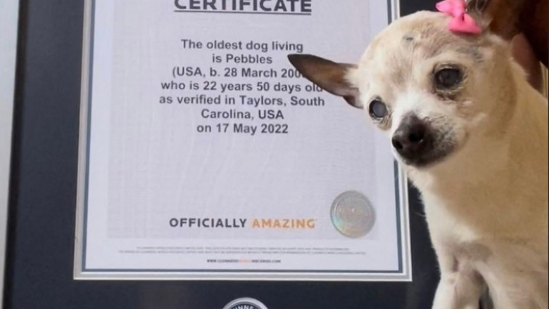  A murit Pebbles, cel mai bătrân câine din lume