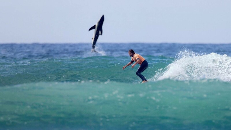  „Îngrozitor de aproape”. Un rechin alb uriaș a fost fotografiat în spatele unui surfer