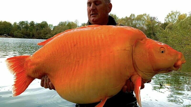  A fost prins cel mai mare pește auriu din lume. Un bărbat a făcut captura care a doborât recordul