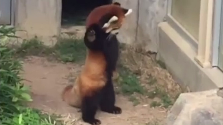 (video) Reacția unui pui de panda roșu care se sperie de o piatră