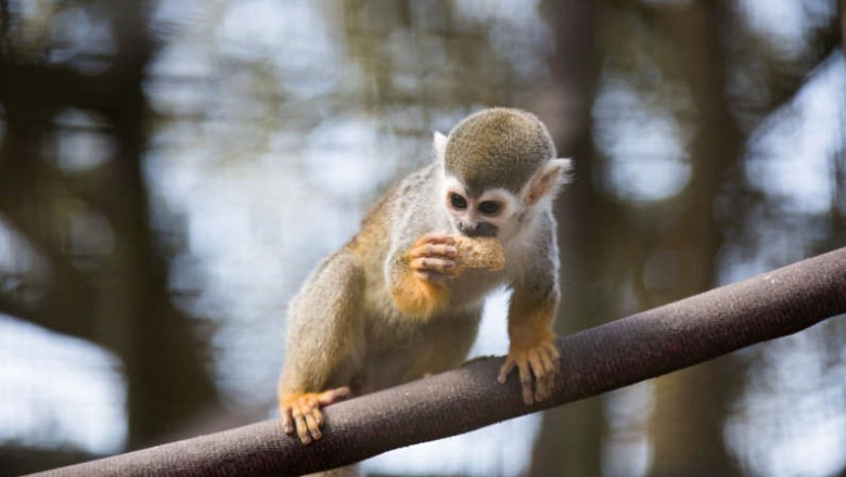  12 maimuţe-veveriţă au fost furate de la o grădină zoologică din Louisiana