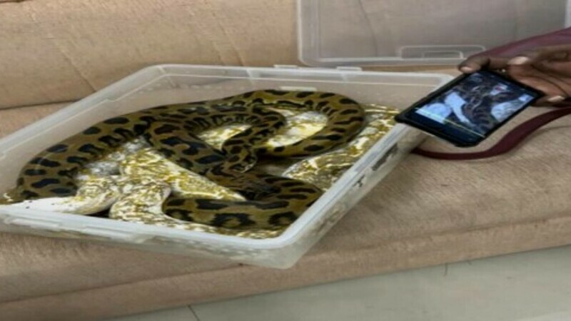  (foto) O femeie a zburat cu 22 de șerpi și un cameleon în bagaj, din Malaezia până în India. Cum a fost prinsă