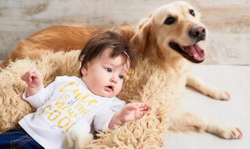  Cinologii au numit 3 rase de câini periculoase pentru familiile cu copii