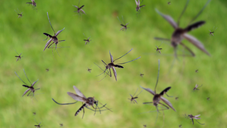  Un gest simplu pe care îl facem în fiecare zi ne poate transforma în „magnet” pentru țânțari