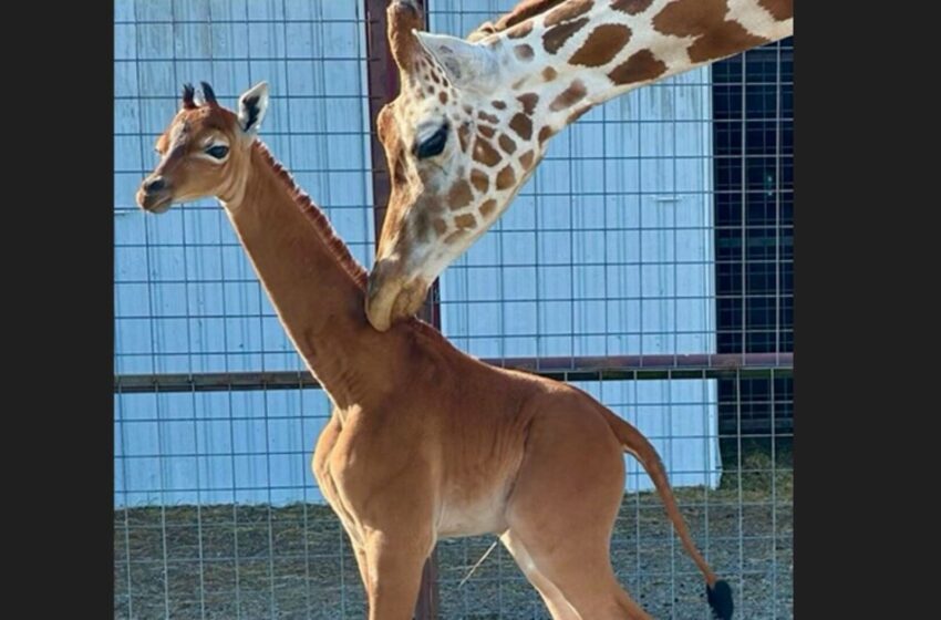  Girafa fără pete, unică în lume, a fost botezată. Numele ei a fost ales prin vot online