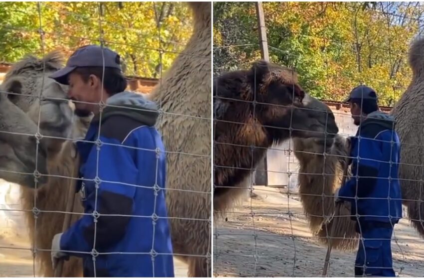  (VIDEO) „Des le dați pupici?” Un îngrijitor de la Zoo, viral pe rețele, după ce a fost surprins sărutând cămilele
