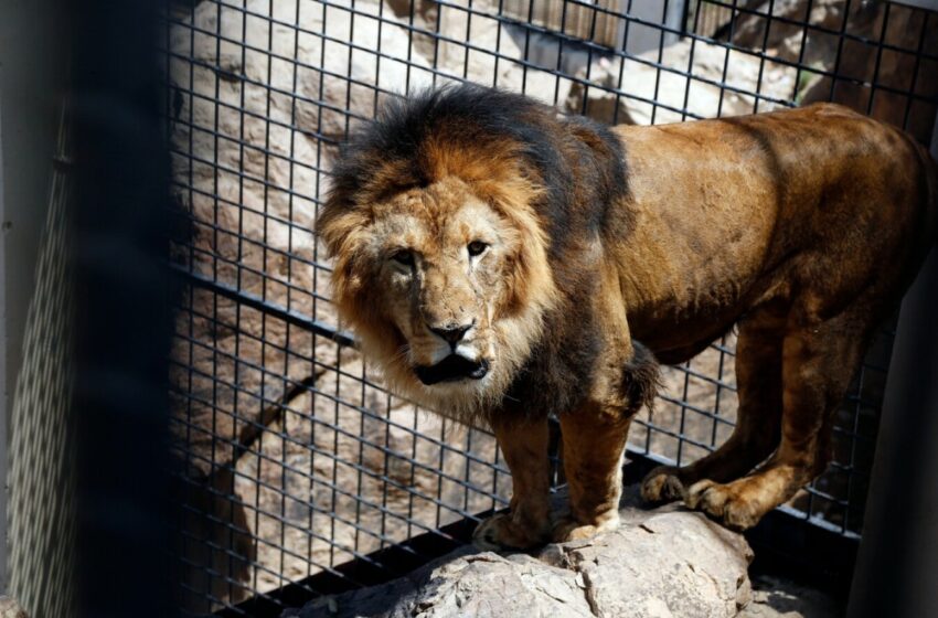  „A sărit şi a căzut în faţa leilor”. Un bărbat din sudul Indiei a fost ucis de un leu, după ce a intrat în incinta lui pentru a-și face selfie