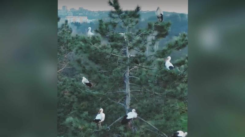  (FOTO/VIDEO) Imagini inedite dintr-un parc din capitală: Natura surprinsă prin obiectivul unui fotograf din Moldova