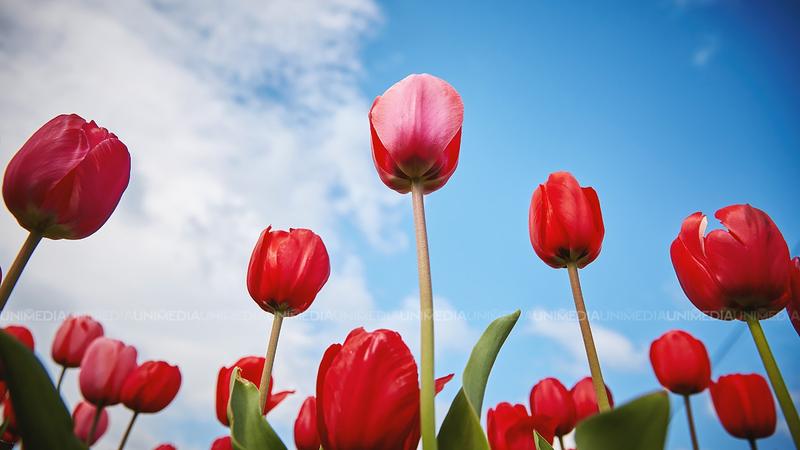 Zi de primăvară, cu cer variabil și temperaturi plăcute: Câte grade vor fi astăzi