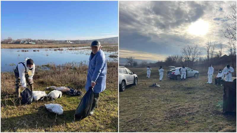 (video) Catastrofă ecologică la Naslavcea: Mai multe lebede moarte și bancuri de nisip pe malul Nistrului, după scurgerea de petrol. Reacția Ministerului Mediului