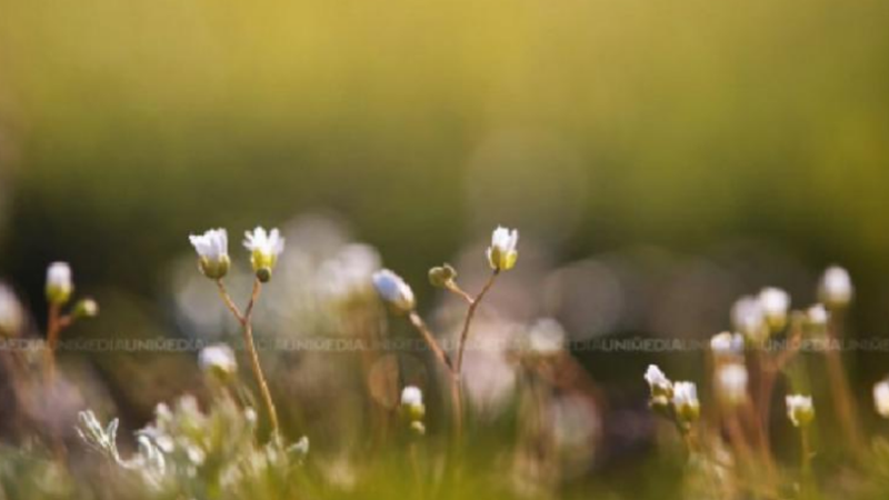 Temperaturi normale și precipitații sub medie: Cum va fi vremea în aprilie