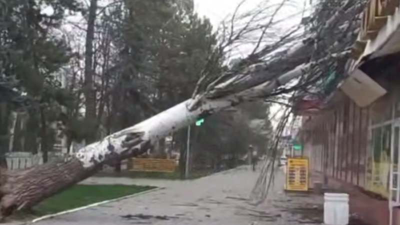 (video) Prăpăd și la Rîbnița: Un copac a căzut peste o clădire, din cauza vântului puternic