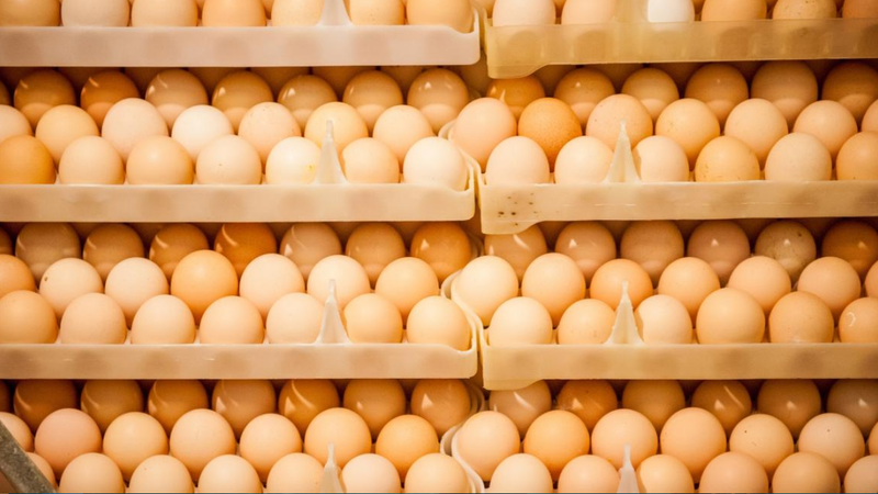 Reguli noi pentru comercializarea ouălor: Data-limită de consum și metoda de creștere a găinilor vor fi indicate pe ambalaj