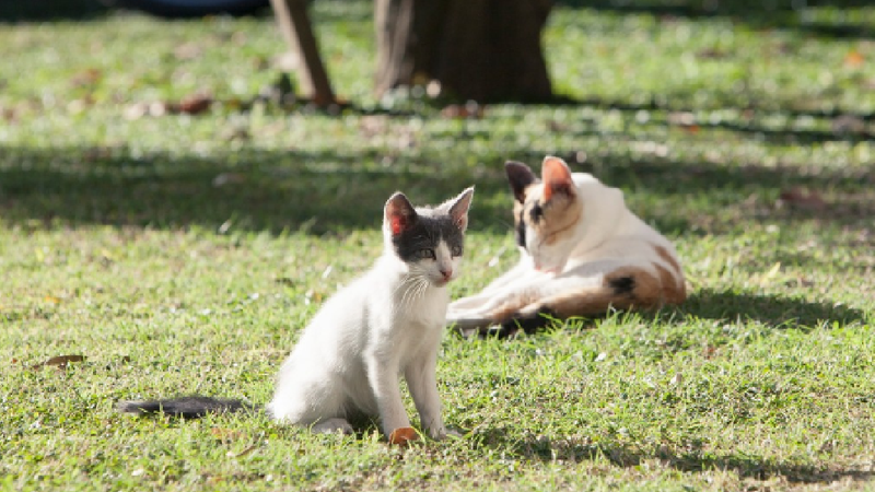 Un bărbat de 61 de ani riscă pușcărie, după ce ar fi ucis o pisică în bătaie: Poliția a deschis un dosar penal