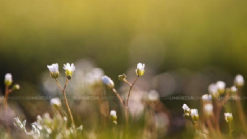 Vreme stabilă, fără strop de ploaie: Câte grade vor fi astăzi