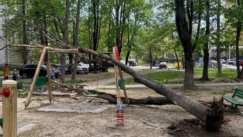 (video) Moment teribil la un teren de joacă din Buiucani: Un copac smuls de vânt din rădăcini a căzut peste leagăne