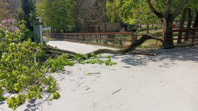 (video) „Am cerut vizitatorilor să nu intre, dar unii argumentau că au venit de departe”. Anchetă la Grădina Zoologică, după ce un copac a căzut peste un copil de 6 ani