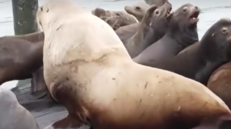 (video) Un leu de mare gigant, de 900 de kilograme, a șocat turiștii dintr-un loc emblematic din SUA: „E ca un Volkswagen”