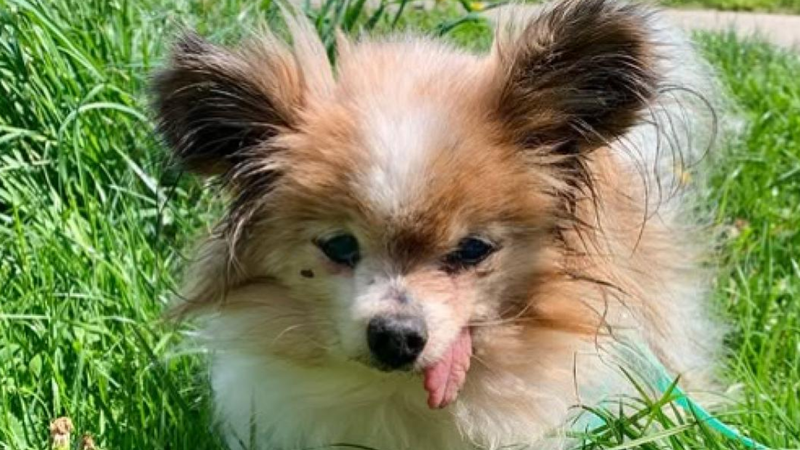 Lazare este cel mai bătrân câine din lume. La 31 de ani, ar putea să doboare un record istoric